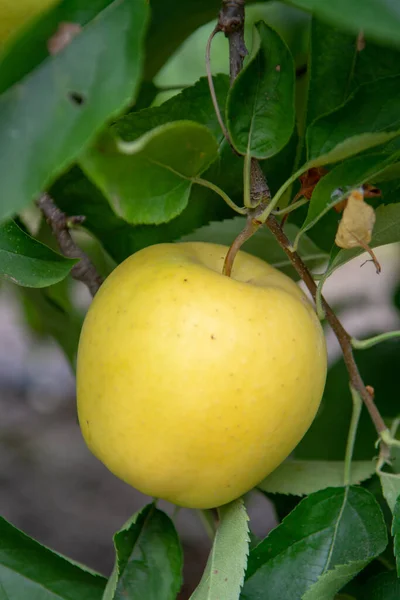 Neue Ernte Von Gesunden Früchten Reife Süße Grüne Äpfel Die — Stockfoto