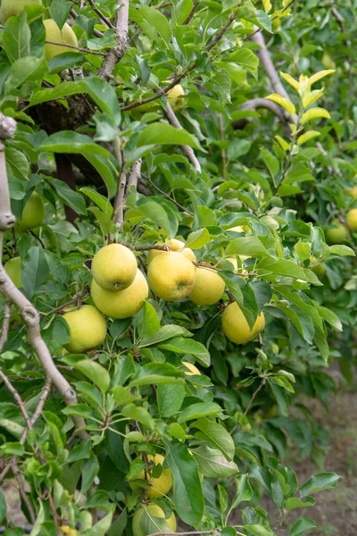 Skörd Friska Frukter Mogna Söta Gröna Äpplen Som Växer Äppelträd — Stockfoto