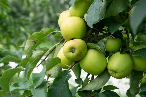 Nová Sklizeň Zdravého Ovoce Zralé Sladké Zelené Jablka Rostoucí Jabloni — Stock fotografie