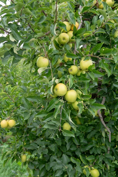 Νέα Συγκομιδή Υγιών Φρούτων Ώριμα Γλυκά Πράσινα Μήλα Που Φυτρώνουν — Φωτογραφία Αρχείου