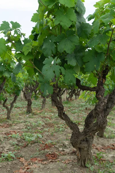 Vecchi Vigneti Alberello Tradizionali Con Filari Piante Primitive Uva Vino — Foto Stock