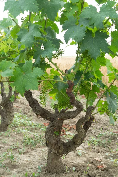 Old Traditional Alberello Vineyards Rows Primitivo Wine Grapes Plants Great — Stock Photo, Image