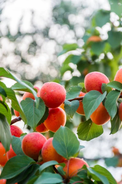 Abrikozenboomgaard Met Verse Rijpe Sinaasappelabrikozen Apulië Italië — Stockfoto