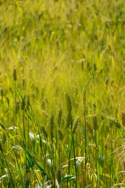 Спелые Золотые Пшеничные Поля Солнечных Лучах Готовые Сбору Урожая Италии — стоковое фото
