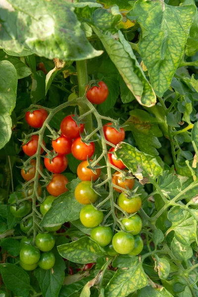 Agricultura Biológica Italia Cultivo Tomates Cereza Dulce Invernadero Región Agrícola — Foto de Stock