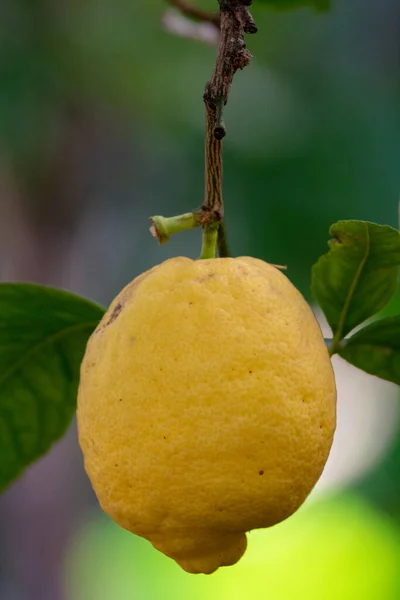 Fruta Tropical Cítricos Amarillos Grandes Maduros Colgando Limonero — Foto de Stock