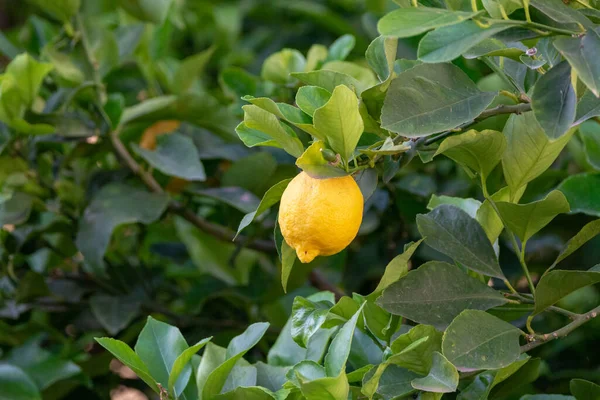 Fruta Tropical Cítricos Amarillos Grandes Maduros Colgando Limonero — Foto de Stock