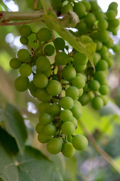 Mûrissement Raisins Musqués Vin Blanc Dans Grande Région Viticole Sud — Photo