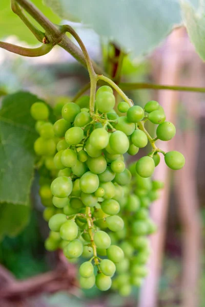 Mûrissement Raisins Musqués Vin Blanc Dans Grande Région Viticole Sud — Photo