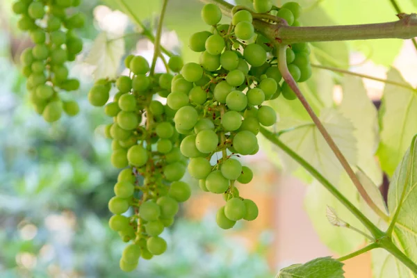 Amadurecimento Plantas Uvas Moscatel Vinho Branco Grande Região Vinícola Sul — Fotografia de Stock