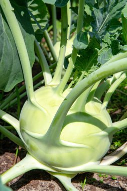 Çiftlik bahçesinde yetişen organik yeşil kohlrabi lahanası, yeni hasat, sağlıklı gıda konsepti