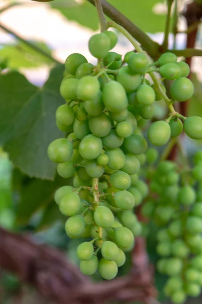 Mûrissement Raisins Musqués Vin Blanc Dans Grande Région Viticole Sud — Photo