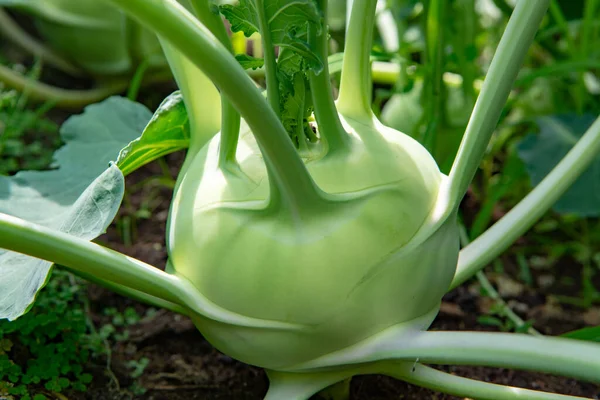 農場の庭で栽培有機緑のコフラビキャベツ 新しい収穫 健康的な食品の概念 — ストック写真