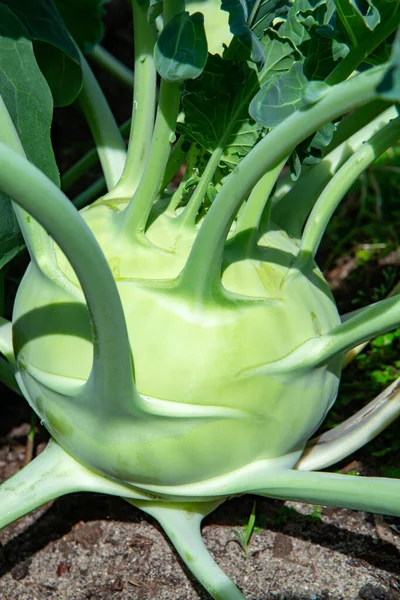 Col Kohlrabi Verde Orgánico Que Crece Jardín Granja Nueva Cosecha — Foto de Stock