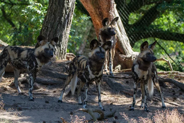 Gefleckte Hyäne Crocuta Crocuta Auch Bekannt Als Lachendes Hyänentier Safaripark — Stockfoto