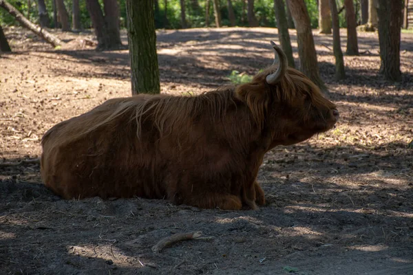 Grande Scozzese Marrone Peloso Yak Bestiame Vicino — Foto Stock