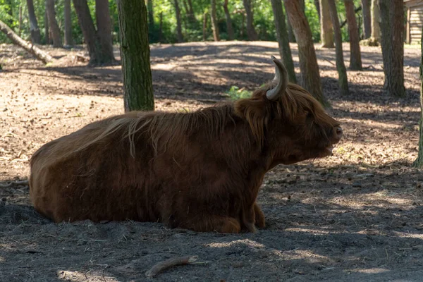 大きなスコットランドの茶色の毛深いヤクの牛を閉じる — ストック写真