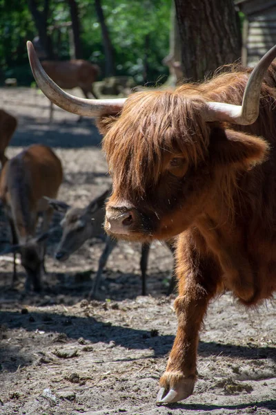 Grande Scozzese Marrone Peloso Yak Bestiame Vicino — Foto Stock