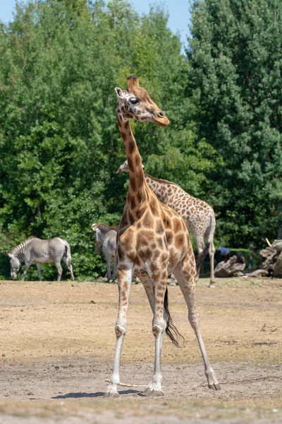 Giraffe animal in safari park close up