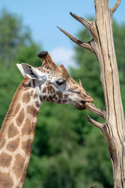 Giraffe animal in safari park close up