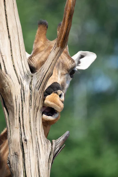 Girafe Animal Dans Parc Safari Gros Plan — Photo