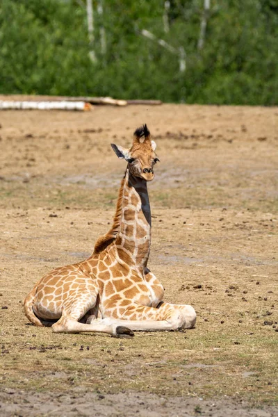 野生动物园里的长颈鹿动物近在咫尺 — 图库照片