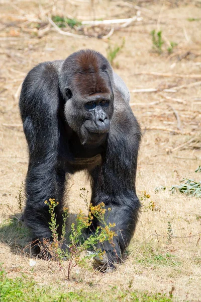 Großer Schwarzer Haariger Männlicher Gorilla Affe Sitzt Auf Gras — Stockfoto