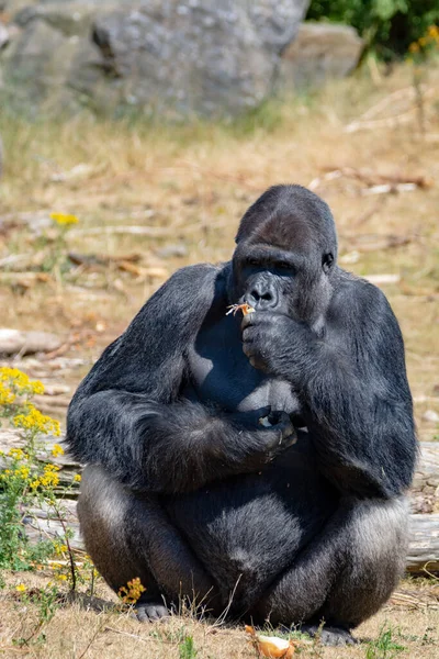 大きな黒い毛深いオスのゴリラ猿は草の上に座り 手で食べ物を食べる — ストック写真