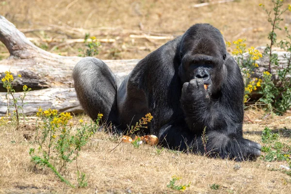 Große Schwarze Haarige Männliche Gorilla Affen Sitzen Auf Gras Und — Stockfoto