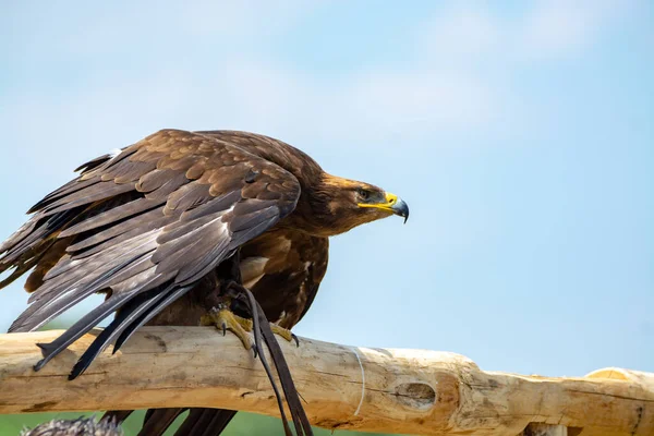 Águila Real Aquila Chrysaetos Una Las Aves Rapaces Más Conocidas — Foto de Stock