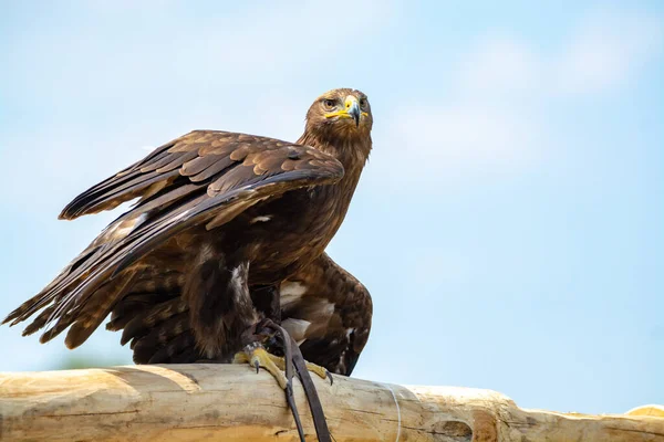 Águia Dourada Aquila Chrysaetos Uma Das Maiores Aves Rapina Mais — Fotografia de Stock