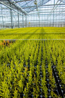 Cupressus makrocarpa Altın armalı kozalaklı ev Hollanda serasında yetişen genç bitkiler