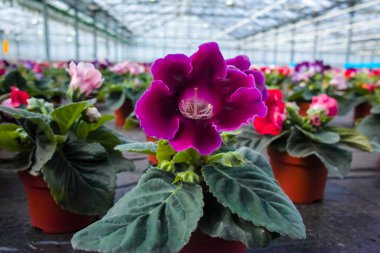 Gloxinia çiçek açan renkli bitkiler dekoratif ya da süs çiçeği olarak yetiştirilir, serada yetişir.
