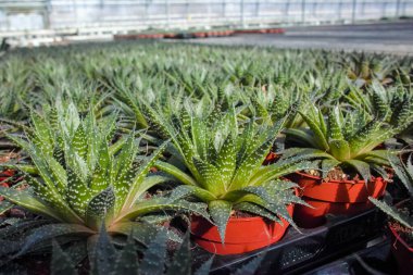 Haworthia, küçük sulu bitkilerin, dekoratif ya da süs çiçeği olarak yetiştirilmiş, serada yetişen ve satılmaya hazır büyük bir cinsidir..