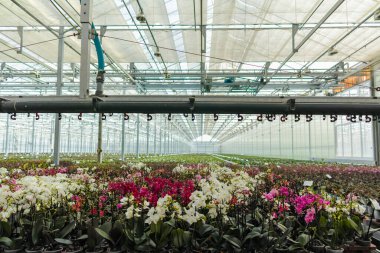 Hollanda 'da ticaret ve dünya çapında ihracat için serada renkli tropikal çiçek açan orkide familyası Orchidaceae' nin yetiştirilmesi