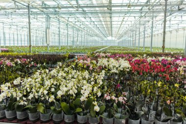 Hollanda 'da ticaret ve dünya çapında ihracat için serada renkli tropikal çiçek açan orkide familyası Orchidaceae' nin yetiştirilmesi