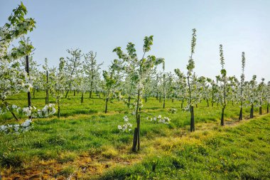 Kiraz ağacı çiçeği, Belçika 'nın Haspengouw tarım bölgesindeki meyve bahçelerinde bahar mevsimi, manzara