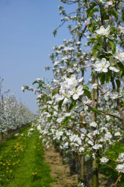 Beyaz elma ağacı çiçeği, bahar mevsimi Belçika 'nın Haspengouw tarım bölgesinde meyve bahçelerinde, manzara