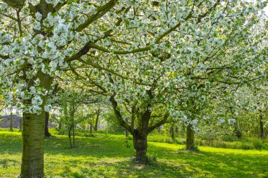 Beyaz kiraz ağacı çiçeği, bahar mevsimi Belçika 'nın Haspengouw tarım bölgesinde meyve bahçelerinde, manzara