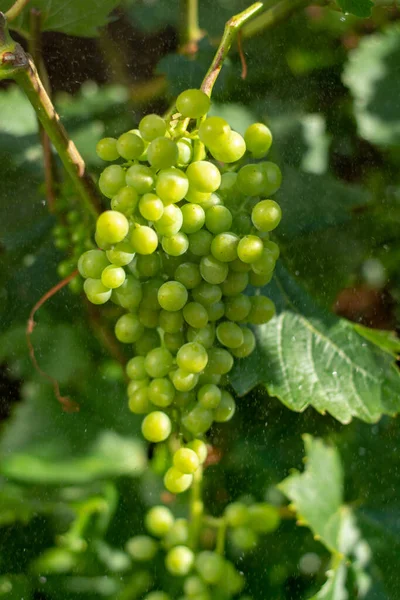 White Wine Riesling Grapes Riping Grape Plant Summer Time — Stock Photo, Image