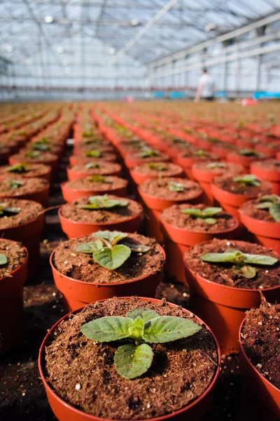 Gloxinia Çiçek Açan Renkli Bitkiler Dekoratif Süs Çiçeği Olarak Yetiştirilir — Stok fotoğraf