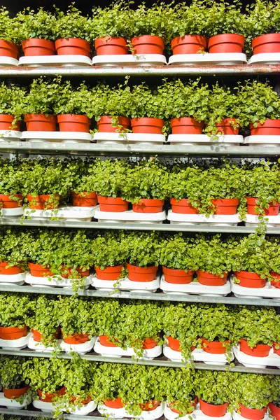 피클라푸 화이트 식물을 아름답거나 장식용으로 재배하여 온실에서 자라게 준비가 집들이 — 스톡 사진