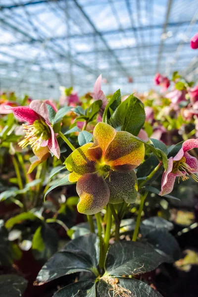 Helleborus or  Christmas rose, wither flowering garden plant, cultivated as decorative or ornamental flower, growing in greenhouse.