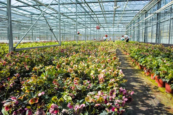 Helleborus Rosa Navidad Planta Jardín Con Flores Marchitas Cultivada Como — Foto de Stock