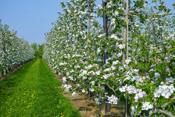 Flor Manzano Blanco Estación Primavera Huertos Frutales Región Agrícola Haspengouw — Foto de Stock