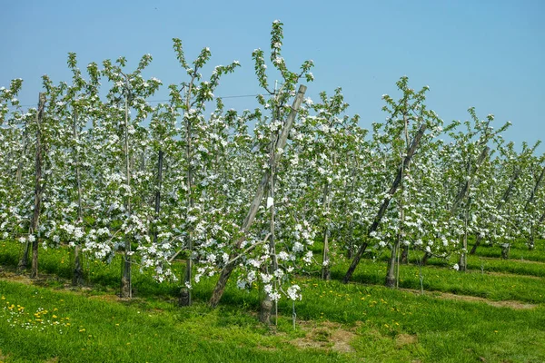 Beyaz Elma Ağacı Çiçeği Bahar Mevsimi Belçika Nın Haspengouw Tarım — Stok fotoğraf