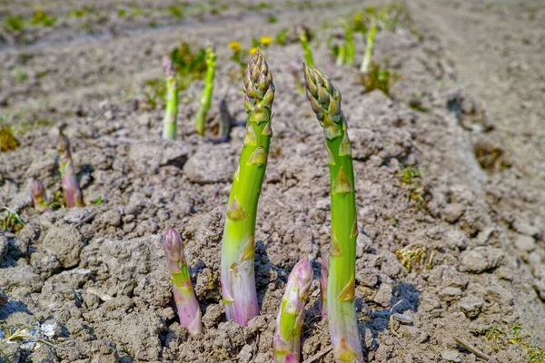 New Season Green Asparagus Field Growing Green Asparagus Vegetable — Stock Photo, Image