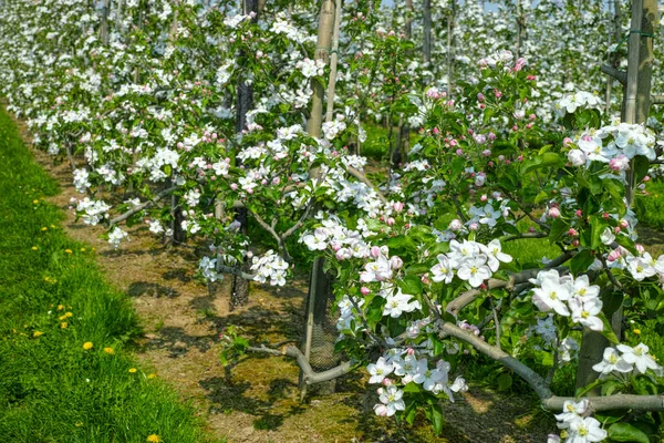 Kwiat Jabłoni Sezon Wiosenny Sadach Owocowych Regionie Rolniczym Haspengouw Belgii — Zdjęcie stockowe