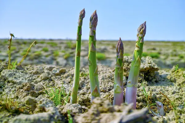 Nová Sezóna Zeleného Chřestu Pole Rostoucí Zelenou Zeleninou Chřestu — Stock fotografie