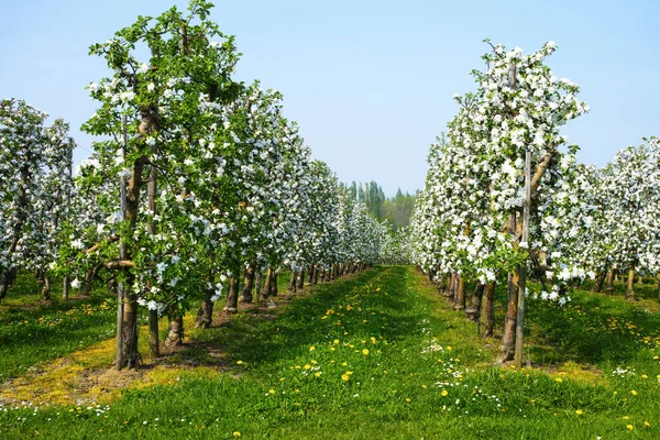 Weiße Apfelbaumblüte Frühlingszeit Obstplantagen Der Landwirtschaftlichen Region Hespengau Belgien Landschaft — Stockfoto